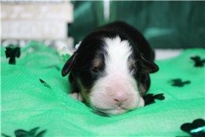 Forrest - Bernese Mountain Dog for sale