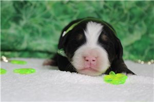 Fergus - Bernese Mountain Dog for sale