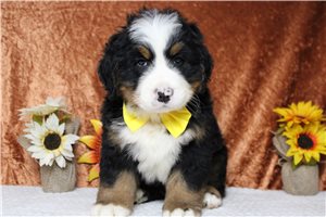 Jenkins - Bernese Mountain Dog for sale