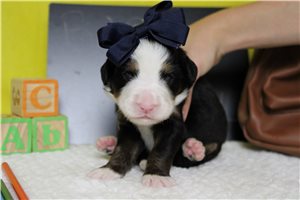 Eleanor - Bernese Mountain Dog for sale