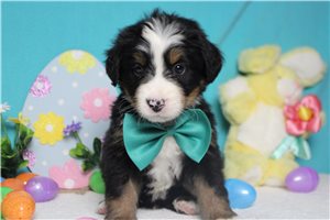 Finn - Bernese Mountain Dog for sale