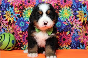 Jenkins - Bernese Mountain Dog for sale