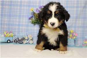 Finn - Bernese Mountain Dog for sale
