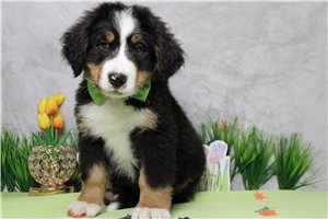 Finn - Bernese Mountain Dog for sale