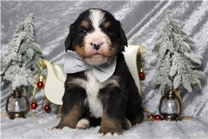 Emory - Bernese Mountain Dog for sale