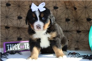 Sierra - Bernese Mountain Dog for sale