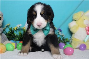 Forrest - Bernese Mountain Dog for sale