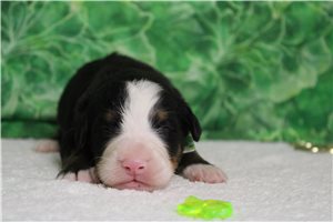 Forrest - Bernese Mountain Dog for sale