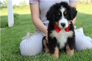 Finn - Bernese Mountain Dog for sale