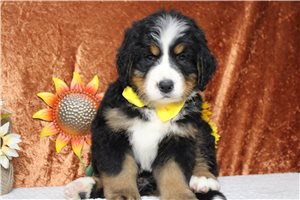 Jasper - Bernese Mountain Dog for sale