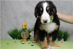 Forrest - Bernese Mountain Dog for sale