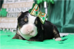 Felicia - Bernese Mountain Dog for sale
