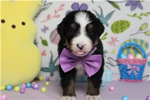 Finn - Bernese Mountain Dog for sale