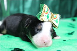 Fauna - Bernese Mountain Dog for sale