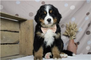 Jasper - Bernese Mountain Dog, placed in Kansas City