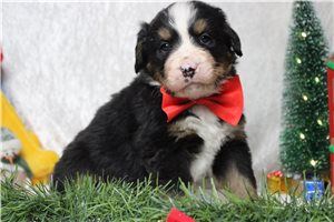 Shaman - Bernese Mountain Dog for sale