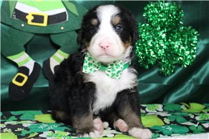Forrest - Bernese Mountain Dog for sale