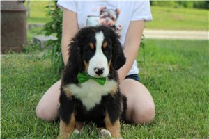Forrest - Bernese Mountain Dog for sale
