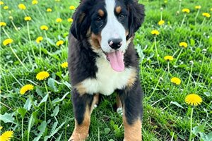Forrest - Bernese Mountain Dog for sale