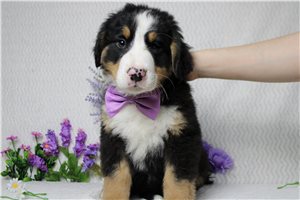 Forrest - Bernese Mountain Dog for sale