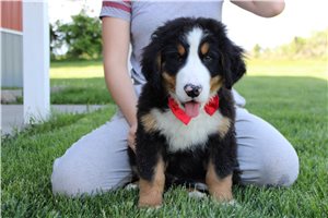 Forrest - Bernese Mountain Dog for sale
