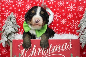 Elvis - Bernese Mountain Dog for sale