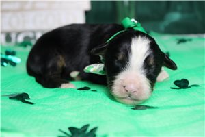 Fergus - Bernese Mountain Dog for sale