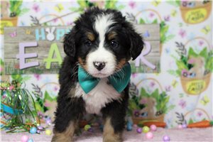 Finn - Bernese Mountain Dog for sale