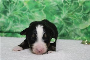 Finn - Bernese Mountain Dog for sale