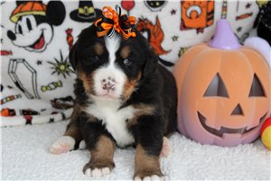 Sierra - Bernese Mountain Dog for sale