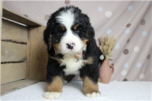 Jenkins - Bernese Mountain Dog, placed in Kansas City
