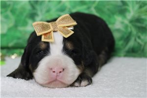 Franny - Bernese Mountain Dog for sale