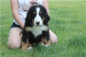 Forrest - Bernese Mountain Dog for sale