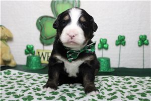 Fergus - Bernese Mountain Dog for sale