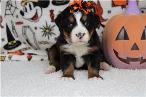 Silvana, a Bernese Mountain Dog puppy
