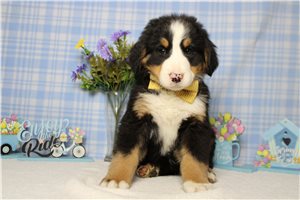 Forrest - Bernese Mountain Dog for sale