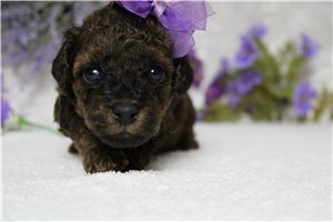 Cresslyn - Cavapoo for sale