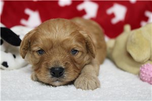 Calvin - puppy for sale