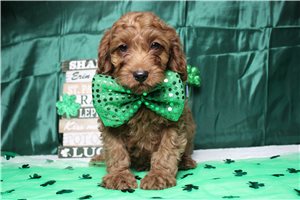 Peter - Cavapoo for sale