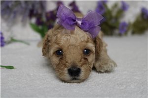 Cricket - Cavapoo for sale