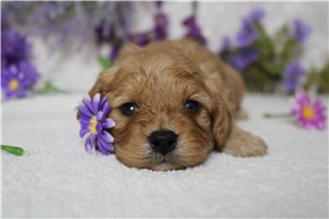 Calvin - Cavapoo for sale