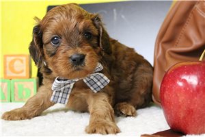 Cody - Cavapoo for sale