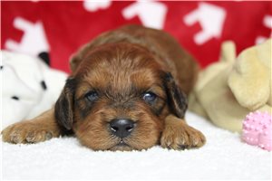 Cody - Cavapoo for sale