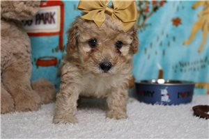 Cricket - Cavapoo for sale
