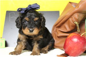Caitlin - Cavapoo for sale