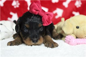 Caitlin - puppy for sale