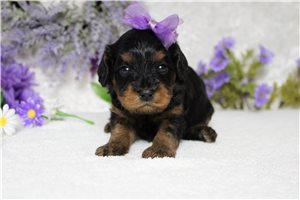 Caitlin - Cavapoo for sale