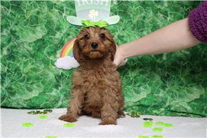 Prue - Cavapoo for sale