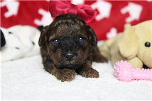 Cresslyn - Cavapoo for sale