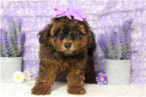 Kayla - Cavapoo for sale